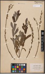 Foto von Salix aurita L. x Salix purpurea L.